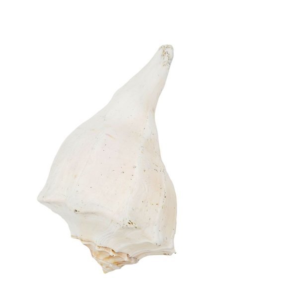 10" Large Horned Queen Helmet Conch Seashell Eroded Nautical Tooth Vintage Beach - Picture 5 of 6